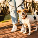 Standards and guidelines for dog vaccination